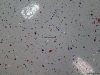 GuffTech Epoxy garage floor