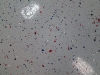 GuffTech Epoxy garage floor